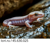 Саламандра (лат. Salamandra) — род хвостатых земноводных. Научное название происходит от перс.: sam — «огонь», andarun — «внутри». Первые формы саламандр, вероятно, возникли в среднеюрском периоде (приблизительно 170 миллионов лет назад), как показывают, например, окаменелости, найденные в Китае и восточных областях России[ Стоковое фото, фотограф Сергей Елизарьев / Фотобанк Лори