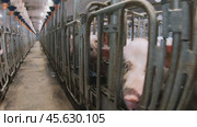 Piglets that are automatically fed on a pig farm. Стоковое видео, видеограф Андрей Шалари / Фотобанк Лори