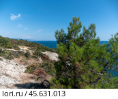 Olive tree branches with sea in the background. Стоковое фото, фотограф Фотограф / Фотобанк Лори