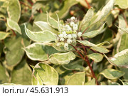 Cornus alba Argenteomarginata, Cornaceae, white and green leaves. Deren Argenteomarginata covered with snow, close-up. Стоковое фото, фотограф Татьяна Васильева / Фотобанк Лори