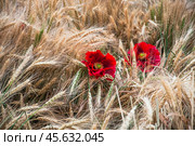 Алые маки в колосьях пшеницы. Стоковое фото, фотограф Алёшина Оксана / Фотобанк Лори