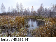 Первый снег. Осень на болоте. Тюменская область. Стоковое фото, фотограф Александр Тараканов / Фотобанк Лори