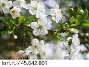 Spring cherry blossoms. Close up of white cherry flowers on a background of green foliage on a sunny day.  Selective focus. Стоковое фото, фотограф Лариса Гордеева / Фотобанк Лори