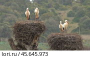 White storks in the nest. Стоковое видео, видеограф Михаил Коханчиков / Фотобанк Лори