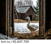 A white goose looks through the open barn door. Village landscape. Стоковое AI-изображение, AI-художник Сергей Елизарьев / Фотобанк Лори