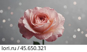 Minimalism. A beautiful pale pink flower on a gray background. The concept of Valentine's Day, Mother's Day and Women's Day. A copy of the space for the text. Стоковое AI-изображение, AI-художник Photojuli / Фотобанк Лори