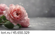 Minimalism. A beautiful pale pink flower on a gray background. The concept of Valentine's Day, Mother's Day and Women's Day. A copy of the space for the text. Стоковое AI-изображение, AI-художник Photojuli / Фотобанк Лори