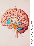 Sagittal section showing internal structure of human brain. Стоковое AI-изображение, AI-художник Юрий Поздников / Фотобанк Лори