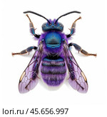Euglossa dilemma, also known as orchid bee, posing on white background. Стоковое AI-изображение, AI-художник Иван Рябоконь / Фотобанк Лори