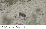 Жук-скакун Cicindela soluta. Стоковое видео, видеограф Александр Мамонтов / Фотобанк Лори