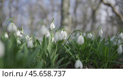White snowdrops in the early spring in the forest. Beautiful footage of galanthus commonly known as snowdrop. HLG BT.2020. Стоковое фото, фотограф svetograph / Фотобанк Лори
