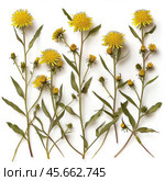 Pressed yellow flowers of ixeris stolonifera arranged on white background. Стоковое AI-изображение, AI-художник Иван Рябоконь / Фотобанк Лори
