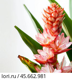 Shampoo ginger showing its colorful bracts and green leaves. Стоковое AI-изображение, AI-художник Иван Рябоконь / Фотобанк Лори