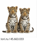Two adorable leopard cubs sitting side by side on white background. Стоковое AI-изображение, AI-художник Иван Рябоконь / Фотобанк Лори