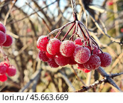 Зрелые ягоды калины обыкновенной (Viburnum opulus) покрыты ночным инеем. Калина – ягода слегка горьковатая на вкус. Собирают ее после первых морозов, так как именно заморозки избавляют калину от излишней горечи. Стоковое фото, фотограф Сергей Елизарьев / Фотобанк Лори