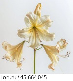 Delicate white amaryllis flowers blooming on a single stem. Стоковое AI-изображение, AI-художник Иван Рябоконь / Фотобанк Лори