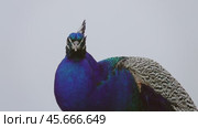 Peacocks sitting on branch. Стоковое видео, видеограф Михаил Коханчиков / Фотобанк Лори