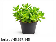 Bright green succulent plant with plump, fleshy leaves growing in a black plastic pot, isolated on a white background. Стоковое AI-изображение, AI-художник Башкирова Анна / Фотобанк Лори
