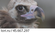 Cinereous vulture (Aegypius monachus) is a large raptorial bird that is distributed through much of temperate Eurasia. It is also known as the black vulture, monk or Eurasian black vulture. Стоковое видео, видеограф Андрей Армягов / Фотобанк Лори