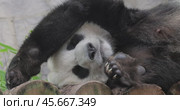 Giant panda is sleeping (Ailuropoda melanoleuca) also known as the panda bear or simply the panda, is a bear native to south central China. Стоковое видео, видеограф Андрей Армягов / Фотобанк Лори
