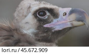 Cinereous vulture (Aegypius monachus) is a large raptorial bird that is distributed through much of temperate Eurasia. It is also known as the black vulture, monk or Eurasian black vulture. Стоковое видео, видеограф Андрей Армягов / Фотобанк Лори