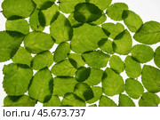 Fresh mint leaves on a white background. Leaves are transparent with veins. Стоковое фото, фотограф Александр Собко / Фотобанк Лори