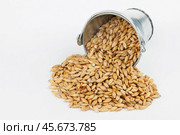 Barley grains spilling out of bucket. Стоковое фото, фотограф Александр Собко / Фотобанк Лори