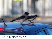 Crows on the roof. Стоковое фото, фотограф Argument / Фотобанк Лори