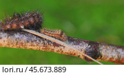Caterpillar Yellow tail moth (Euproctis similis) and caterpillar Phragmatobia fuliginosa crawls along a tree branch on a green background. Стоковое видео, видеограф Андрей Армягов / Фотобанк Лори