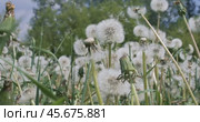 Fluffy Seeds dandelions Flying Over the Clearing. Стоковое видео, видеограф Андрей Армягов / Фотобанк Лори
