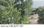 Juniperus excelsa with blue berries, Greek juniper, evergreen branch of a tree, bright close-up view of the sea. Стоковое видео, видеограф svetograph / Фотобанк Лори