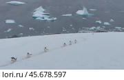 Gentoo Penguins walking up the hill to the nest in Antarctic. Стоковое видео, видеограф Vladimir / Фотобанк Лори