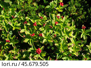 The berries on the Swedish deren bush grow in the tundra. Close-up of Cornus suecica berries. Стоковое фото, фотограф Глущенко Елена / Фотобанк Лори