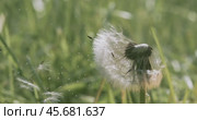 Fluffy Seeds dandelions Flying Over the Clearing. Стоковое видео, видеограф Андрей Армягов / Фотобанк Лори