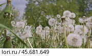 Fluffy Seeds dandelions Flying Over the Clearing. Стоковое видео, видеограф Андрей Армягов / Фотобанк Лори