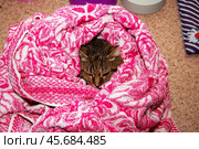 A cute cat is snugly wrapped within a soft pink and white blanket. Стоковое фото, фотограф Аксенова Вера / Фотобанк Лори