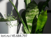 Комнатные растения суккуленты Сансевиерия (Sansevieria) и седум Дасифиллюм (Sedum dasyphyllum) Стоковое фото, фотограф Евгения Золкина / Фотобанк Лори