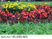 Ярко-красные мелкоцветковые бегонии и желтые бархатцы (лат. Tagetes) на парковой клумбе. Цветущие декоративные растения в ландшафтном дизайне. Стоковое фото, фотограф Наталья Сухорукова / Фотобанк Лори