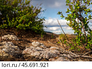 Background of round green flowers on the rocks. Стоковое фото, фотограф Алексей / Фотобанк Лори