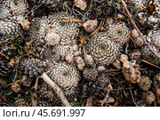 Flower Sempervívum. Стоковое фото, фотограф Алексей / Фотобанк Лори