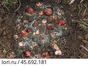 Tulip bulbs fall planting. Gardener puts bulbs in soil with ash. Autumn gardening work. Planting spring flowers. Стоковое фото, фотограф Ольга Сейфутдинова / Фотобанк Лори