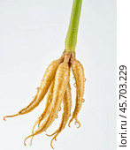 Spices and Medicinal Herbs - Ginseng, isolated on white background. Generative AI. Стоковое AI-изображение, AI-художник Андрей Аркуша / Фотобанк Лори