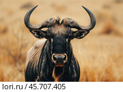 Black wildebeest posing with big horns in the savannah. Стоковое AI-изображение, AI-художник Иван Рябоконь / Фотобанк Лори