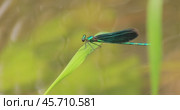 Beautiful demoiselle (Calopteryx virgo) is a European damselfly belonging to the family Calopterygidae. It is often found along fast-flowing waters where it is most at home. Стоковое видео, видеограф Андрей Армягов / Фотобанк Лори