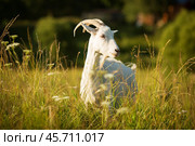 White horned goat grazed on a green meadow. Стоковое фото, фотограф Дмитрий Киселёв / Фотобанк Лори