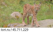 The Eurasian lynx (Lynx lynx) in the forest. Стоковое видео, видеограф Андрей Армягов / Фотобанк Лори