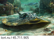 Ocellate river stingray swimming over sandy bottom in ocean. Стоковое AI-изображение, AI-художник Иван Рябоконь / Фотобанк Лори