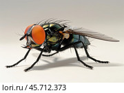 Common green bottle fly standing on white surface. Стоковое AI-изображение, AI-художник Иван Рябоконь / Фотобанк Лори