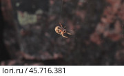 Spider on cobweb close-up waiting for the future victim. Стоковое видео, видеограф Андрей Армягов / Фотобанк Лори