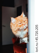 Red cat lying on the windowsill of the balcony and carefully watches the street. The concept of curiosity in animals. Стоковое фото, фотограф Константин Григорьев / Фотобанк Лори